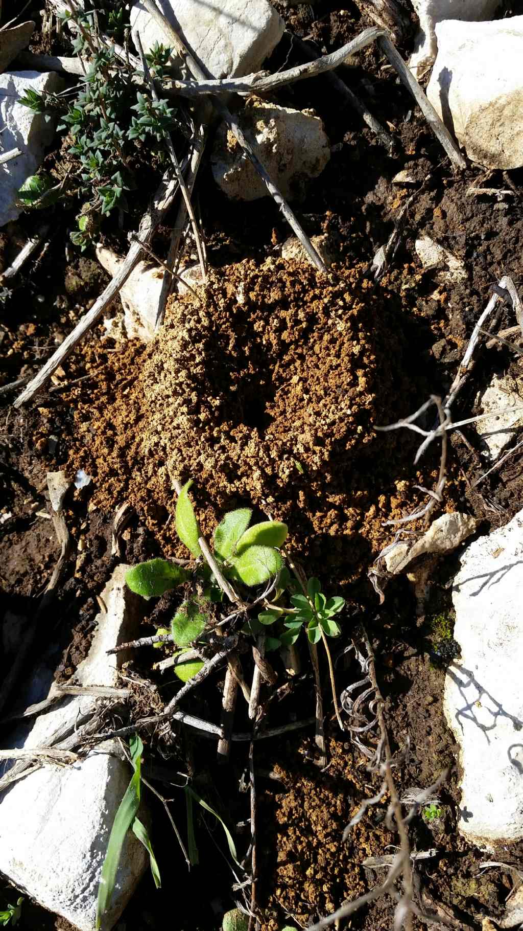 Nido di formiche